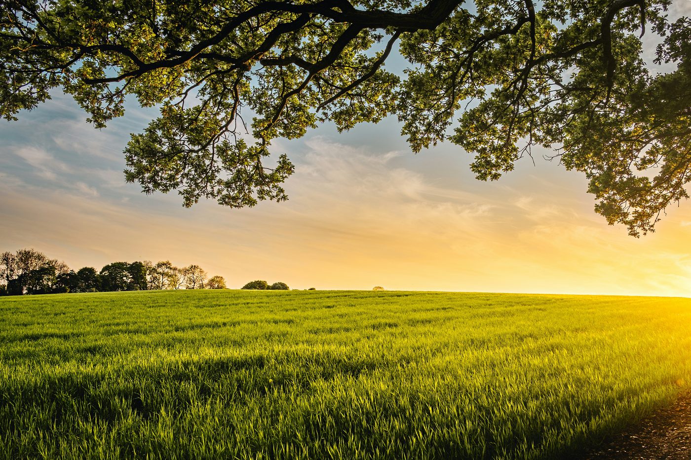 Young wheat at sunset under the boughs of an old tree