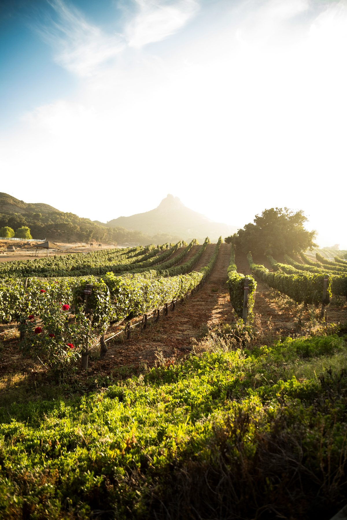 Red roses planted at the row ends of a vineyard, mountain light behind