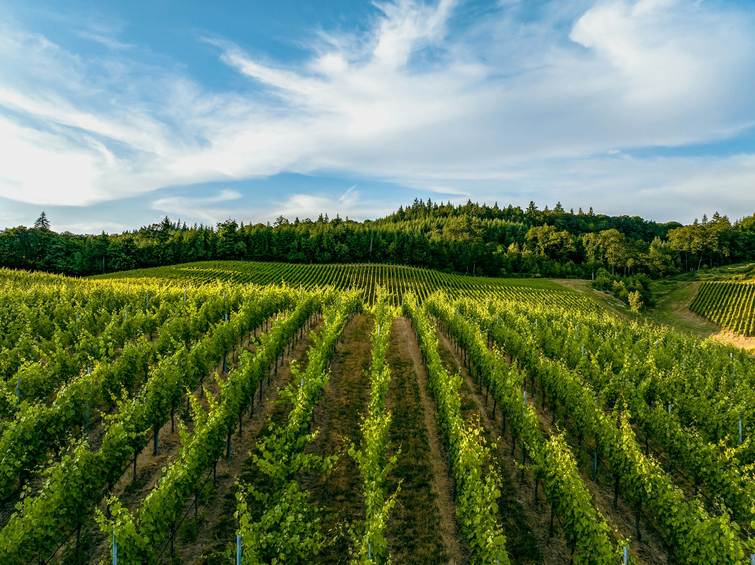 Vineyard rows sweeping over a hill under a blue sky