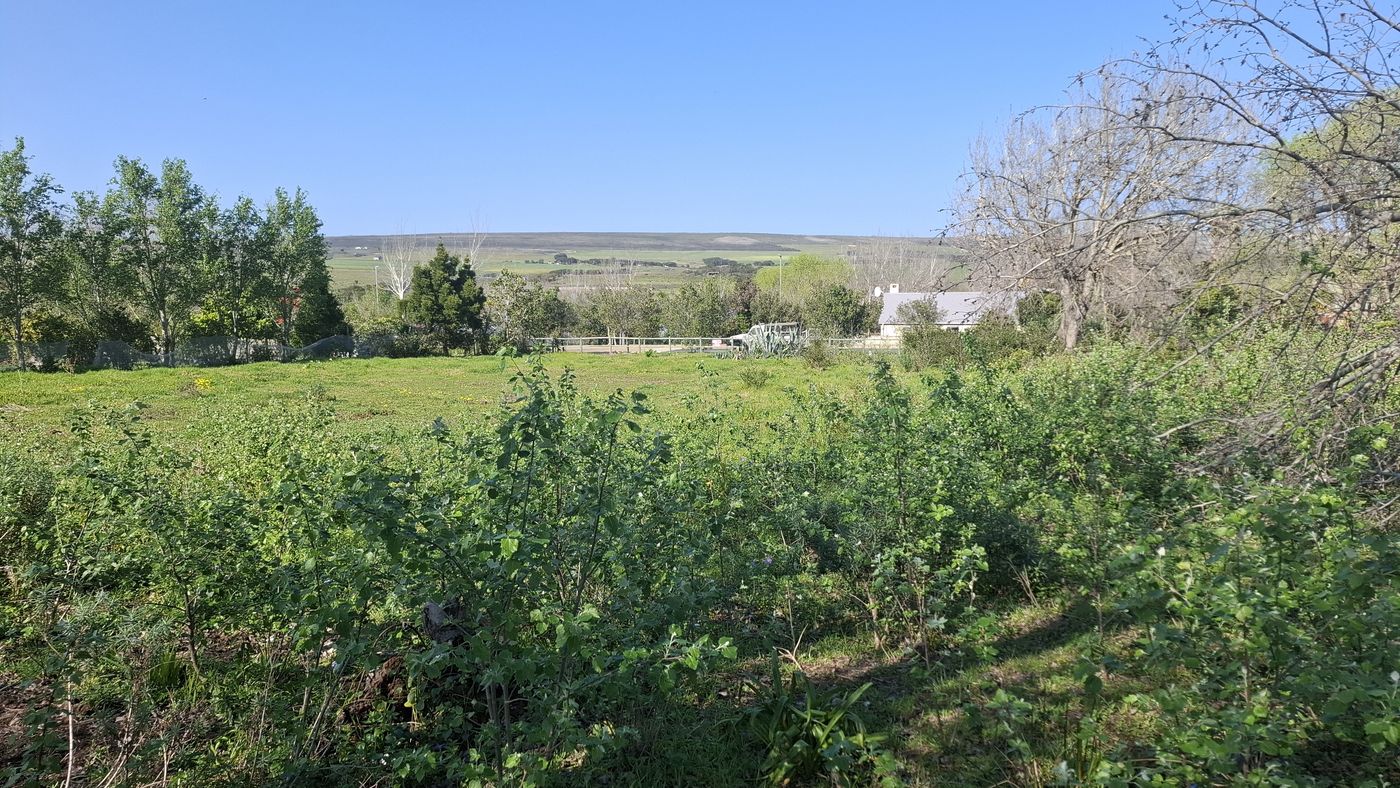 Junge Sträucher auf offenem Gras, am Horizont Farmland und Hügel