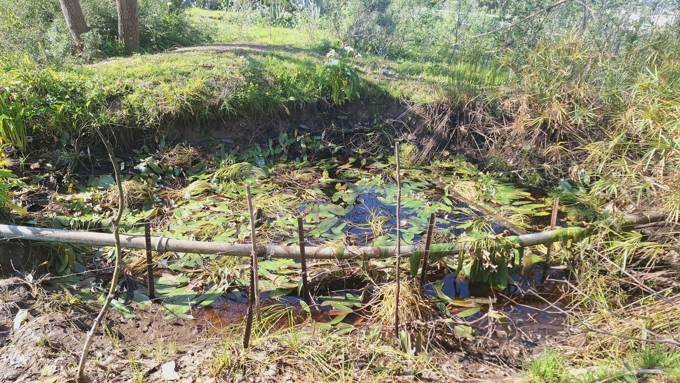 Offenes Wasser unter Wasserpflanzen, neben einem Holzgeländer