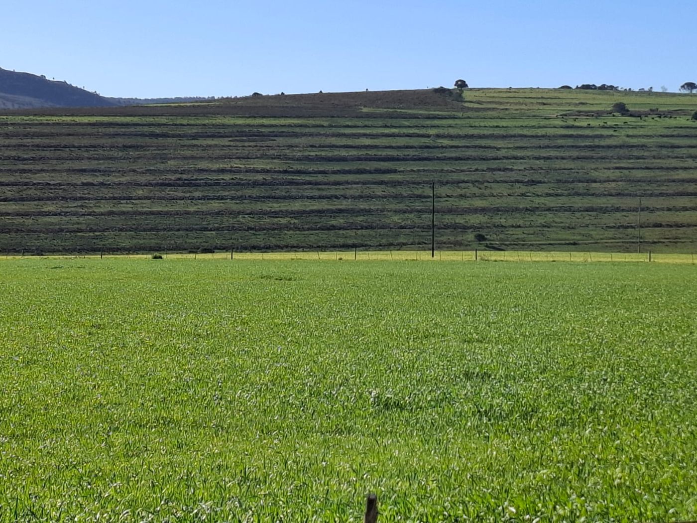Grüne Gerste in Baardskeerdersbos, dahinter Konturwälle jenseits des Zauns