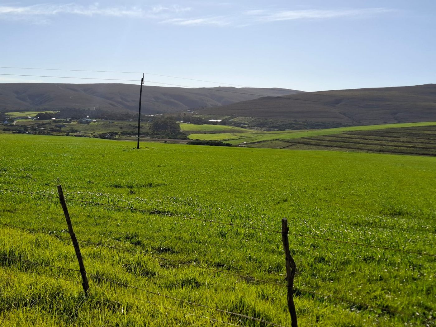 Eine grüne Kultur auf dem Land, dahinter sanft gewelltes Farmland