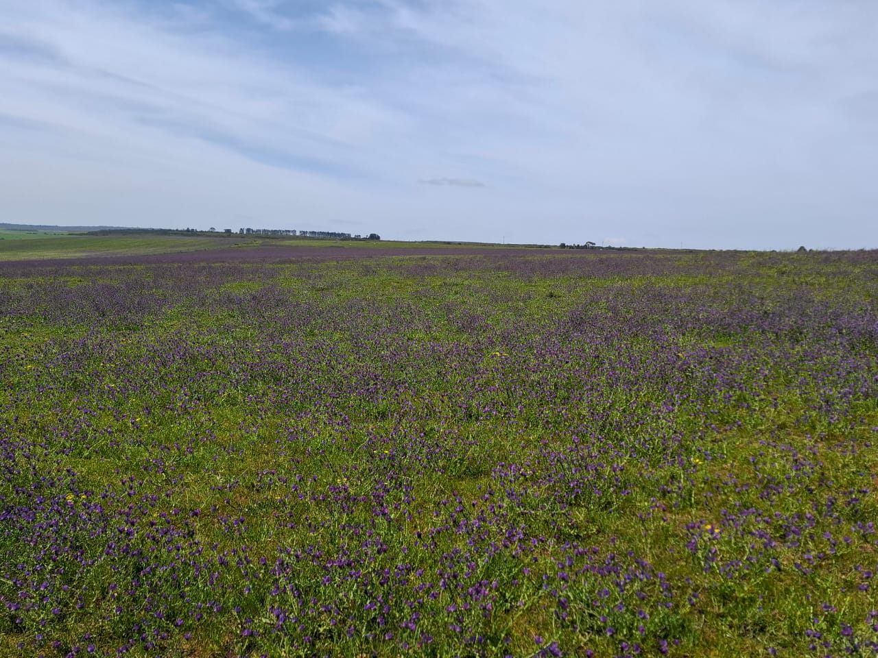 Wildblumen in Blüte auf dem offenen Gelände