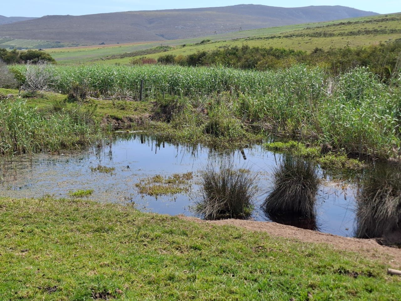 Schilf rund um offenes Wasser, dahinter die Hügel