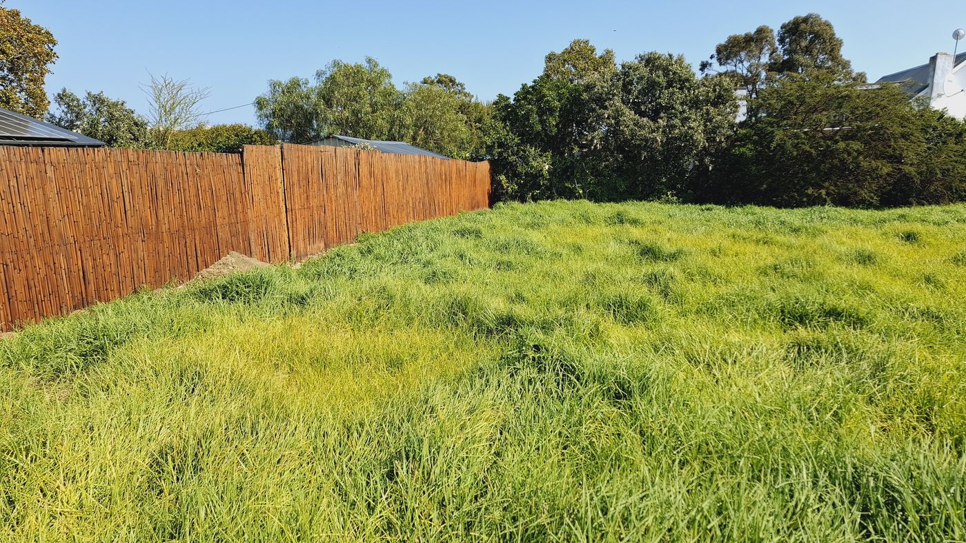 Hohes Gras innerhalb des Schilfzauns, mit Bäumen entlang der Grenze
