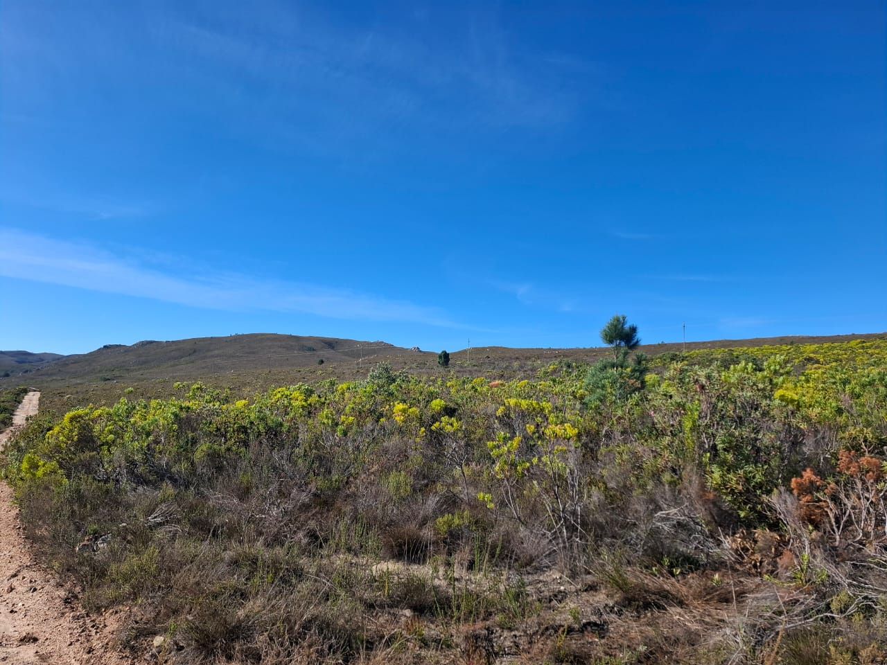 Gelb blühender Fynbos neben einem Sandweg, mit einer einzelnen Kiefer auf der Anhöhe