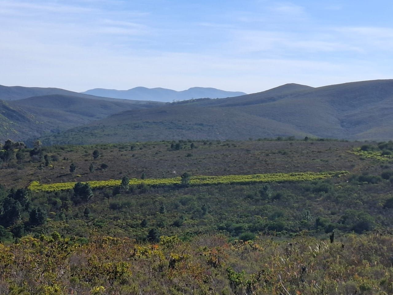 Fynbos quer über das Tal, ein Streifen grünerer Vegetation und dahinter die Berge