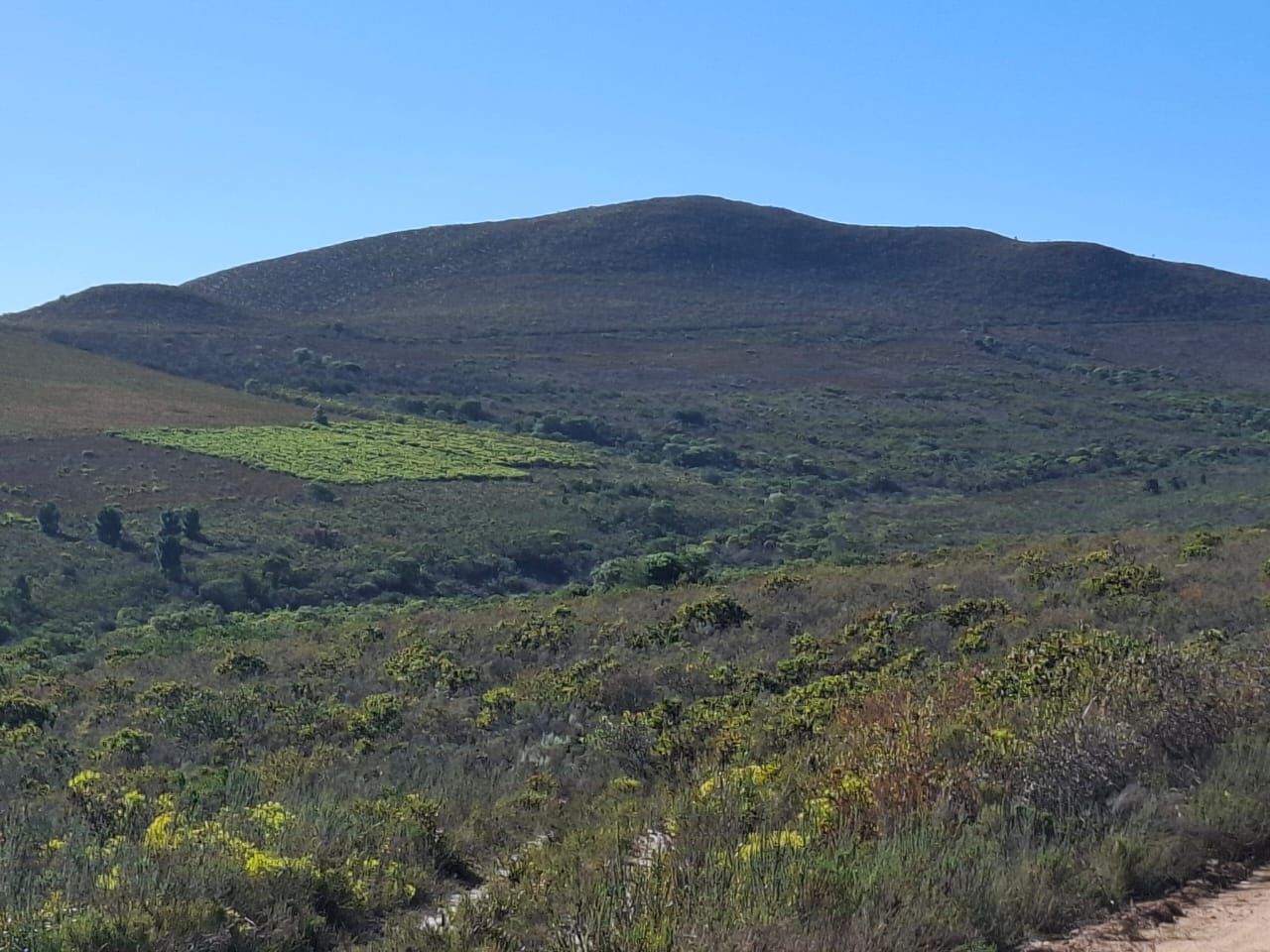 Fynbos-Hänge unter einem runden Hügel, mit einer Fläche grüner Vegetation