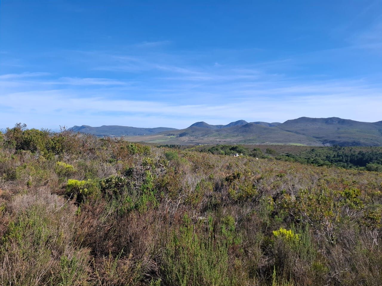 Fynbos unter klarem Himmel, dahinter eine Bergkette