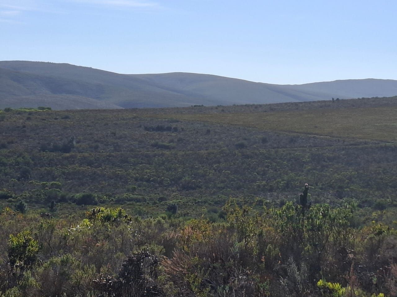 Fynbos auf dem hügeligen Gelände, dahinter die Hügel