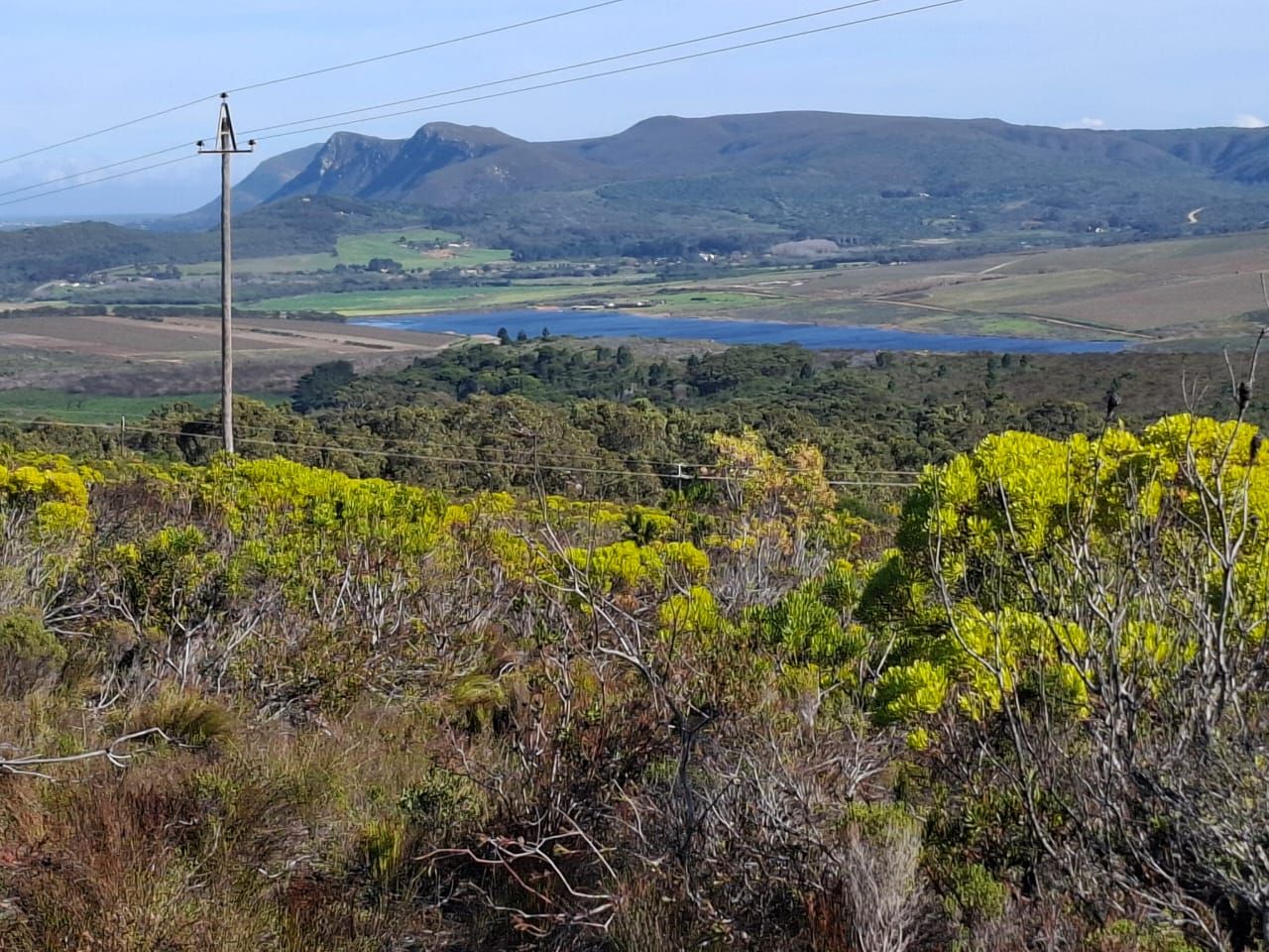 Blühender Fynbos über einem Tal mit einer Wasserfläche, Farmland und dahinter die Berge