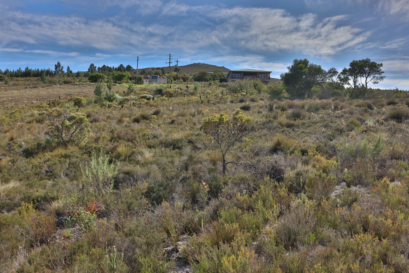 Flowering fynbos shrubs, looking up the slope to houses and trees on the ridge