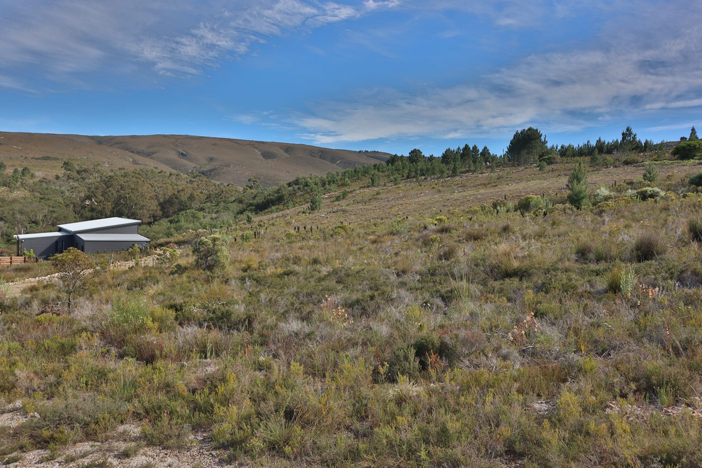 The fynbos slope rising to a line of pines, with the hills behind and a neighbouring house on the left