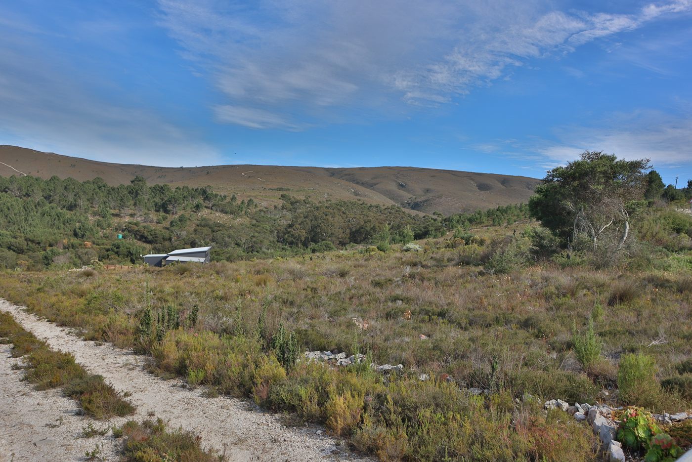 A sand track running past the fynbos towards the wooded kloof and the bare hills beyond