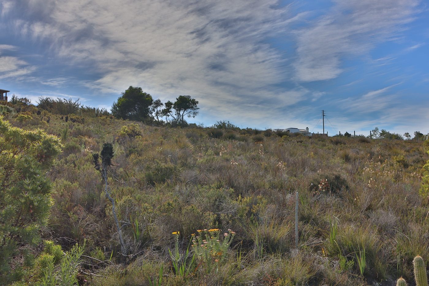 Yellow wild flowers in the fynbos, looking up the slope to the trees on the ridge