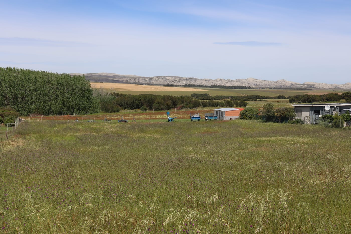 Looking across the stand under grass and wild flowers to the farmland and the pale hills beyond