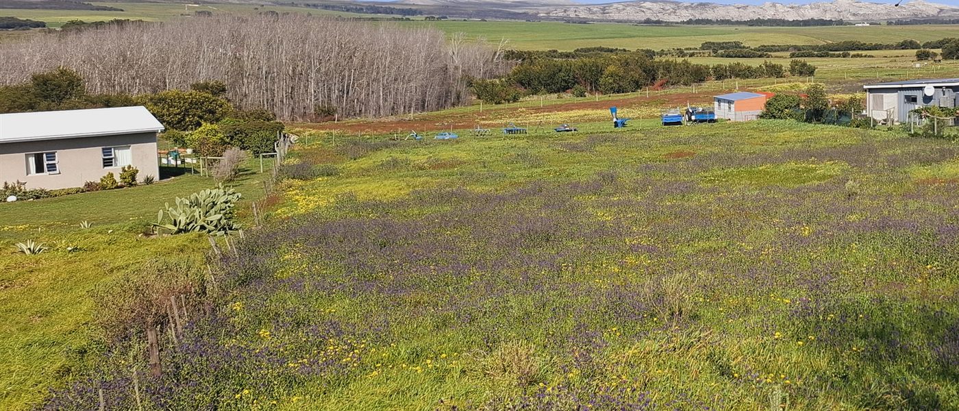 Das Grundstück in Baardskeerdersbos mit Gras und Wildblumen, Häuser des Ortes zu beiden Seiten und Farmland, das sich bis zu den Hügeln erstreckt
