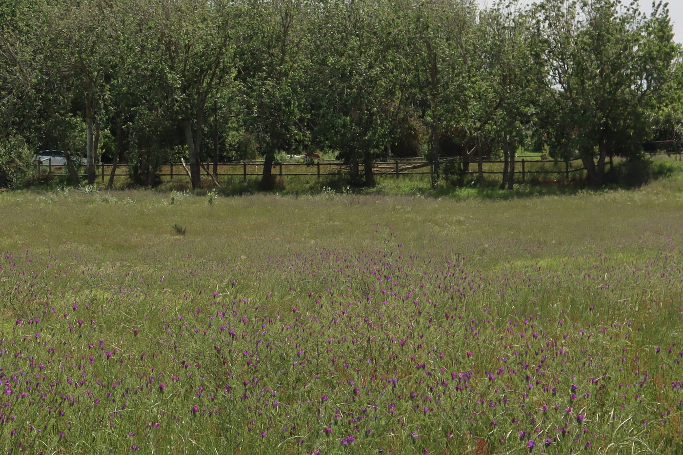 Purple wild flowers across the stand, with a row of trees along the far boundary