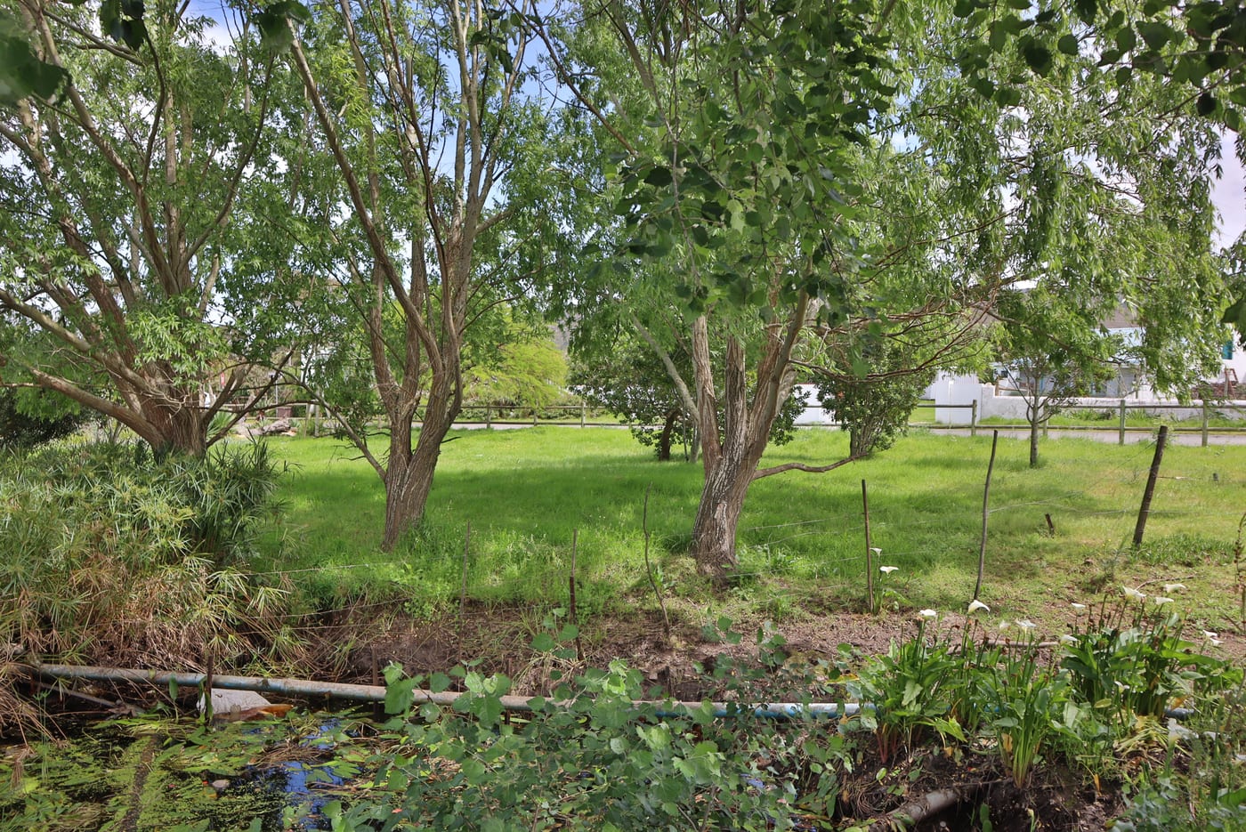 Trees in leaf over the lawn, with arum lilies and open water in front