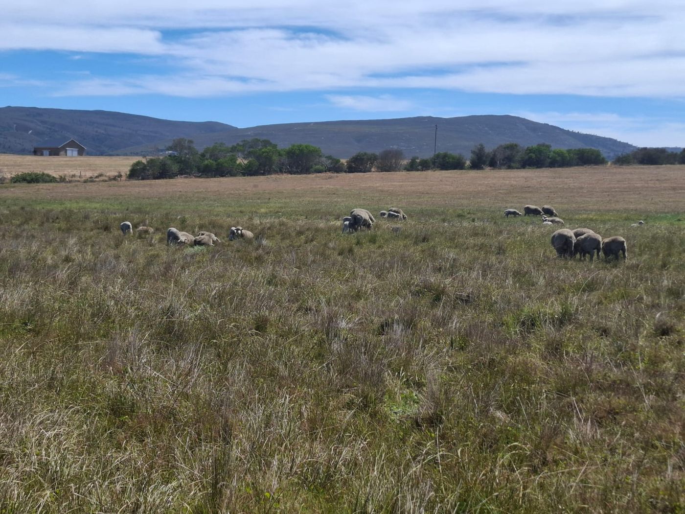 Schafe grasen im Veld, dahinter die Hügel