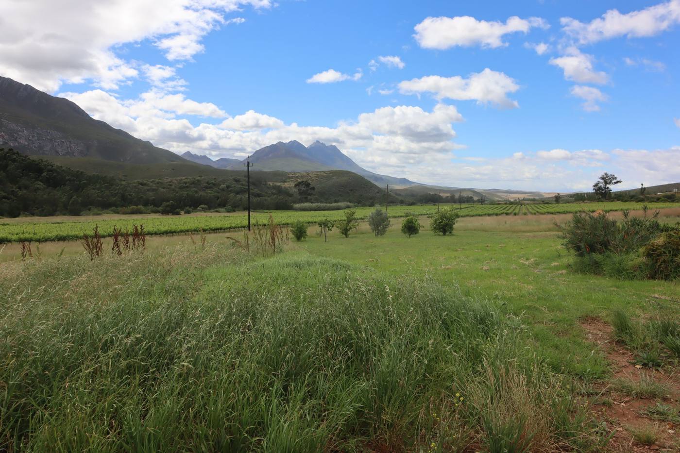 Open land with long grass and fynbos, the vineyards and the mountains in the distance