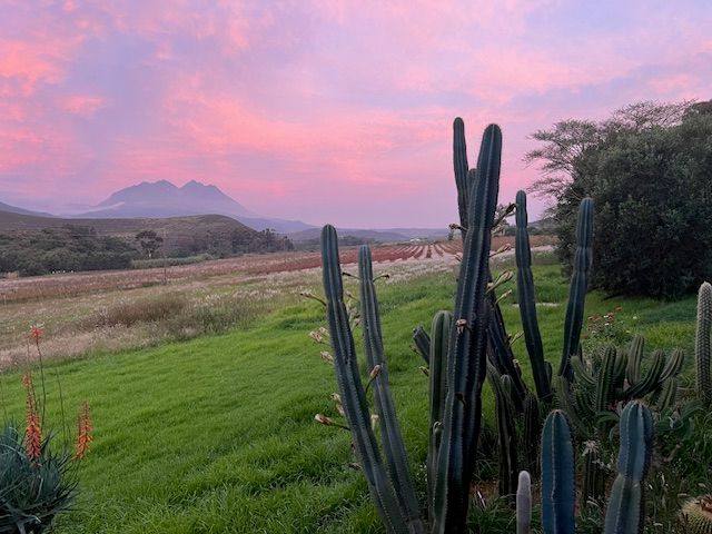Cactus and aloes in the garden at sunset, with the valley and a distant peak beyond