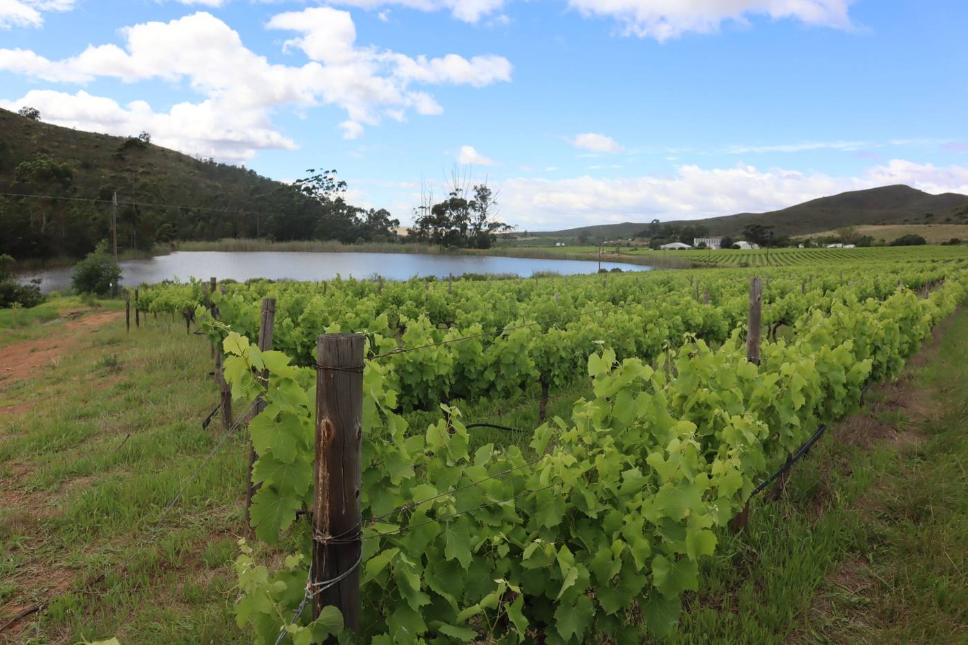 Trellised vines on the slope above the dam