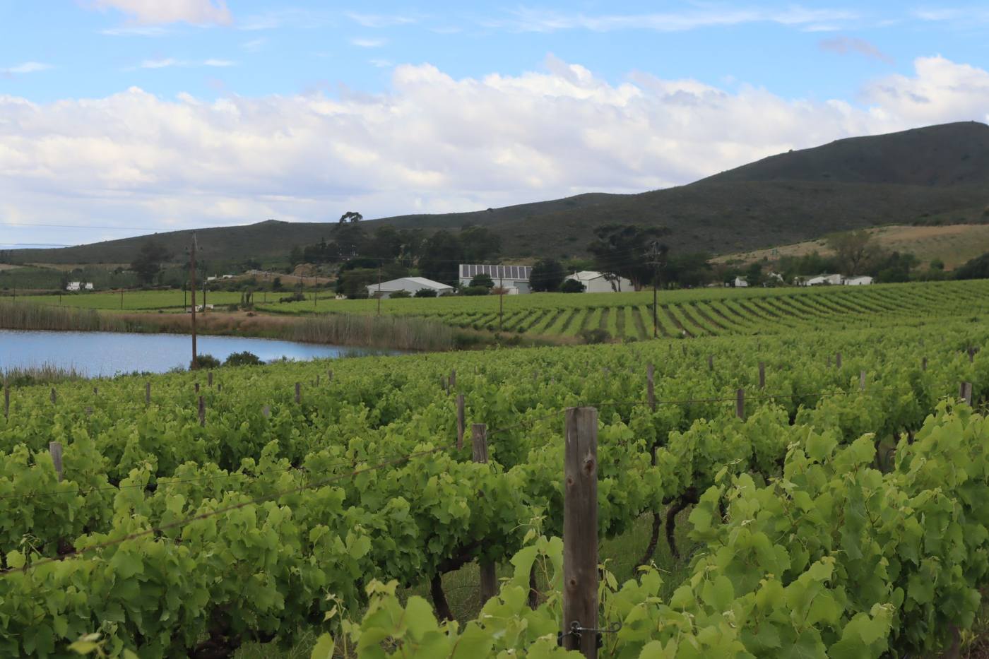 Rows of vines in full leaf running down to a dam, with the farm buildings and the Langeberg behind