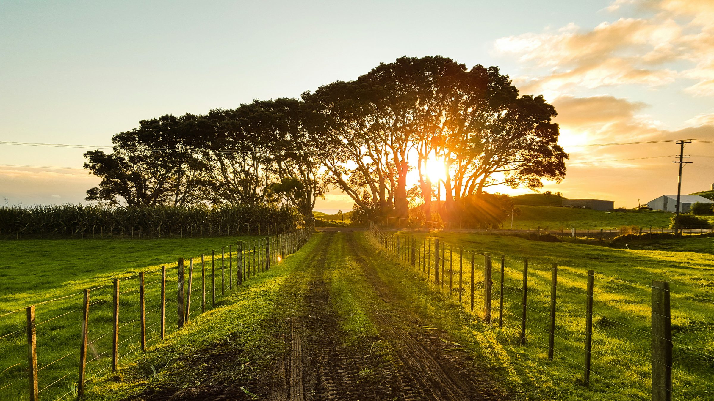A farm road between wooden fences leading to trees at sunset