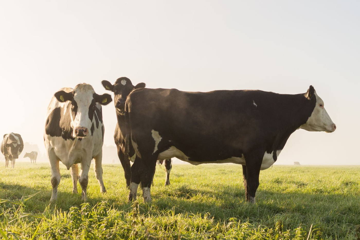 Dairy cattle standing in open pasture in the early morning mist