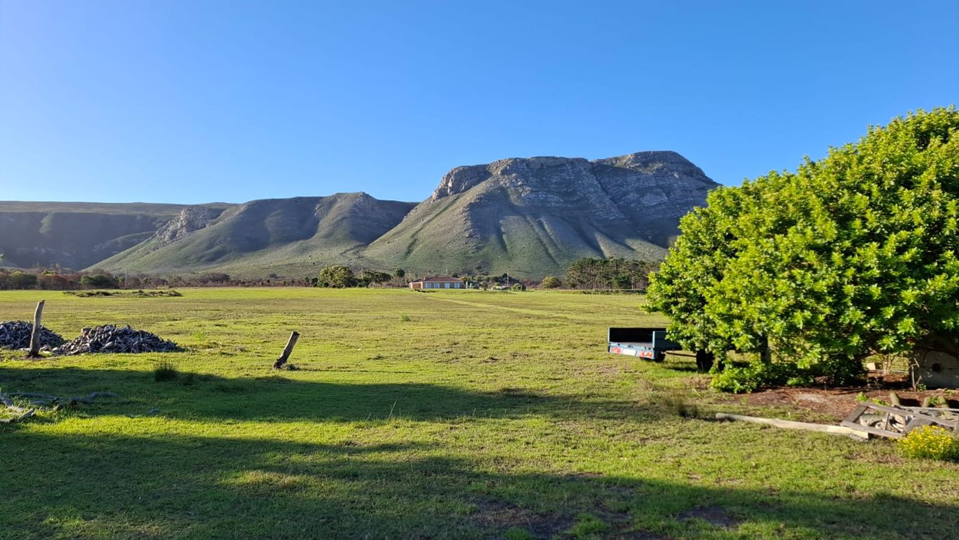 Grazing at Franskraal, one of the farms on the books, running towards the mountain