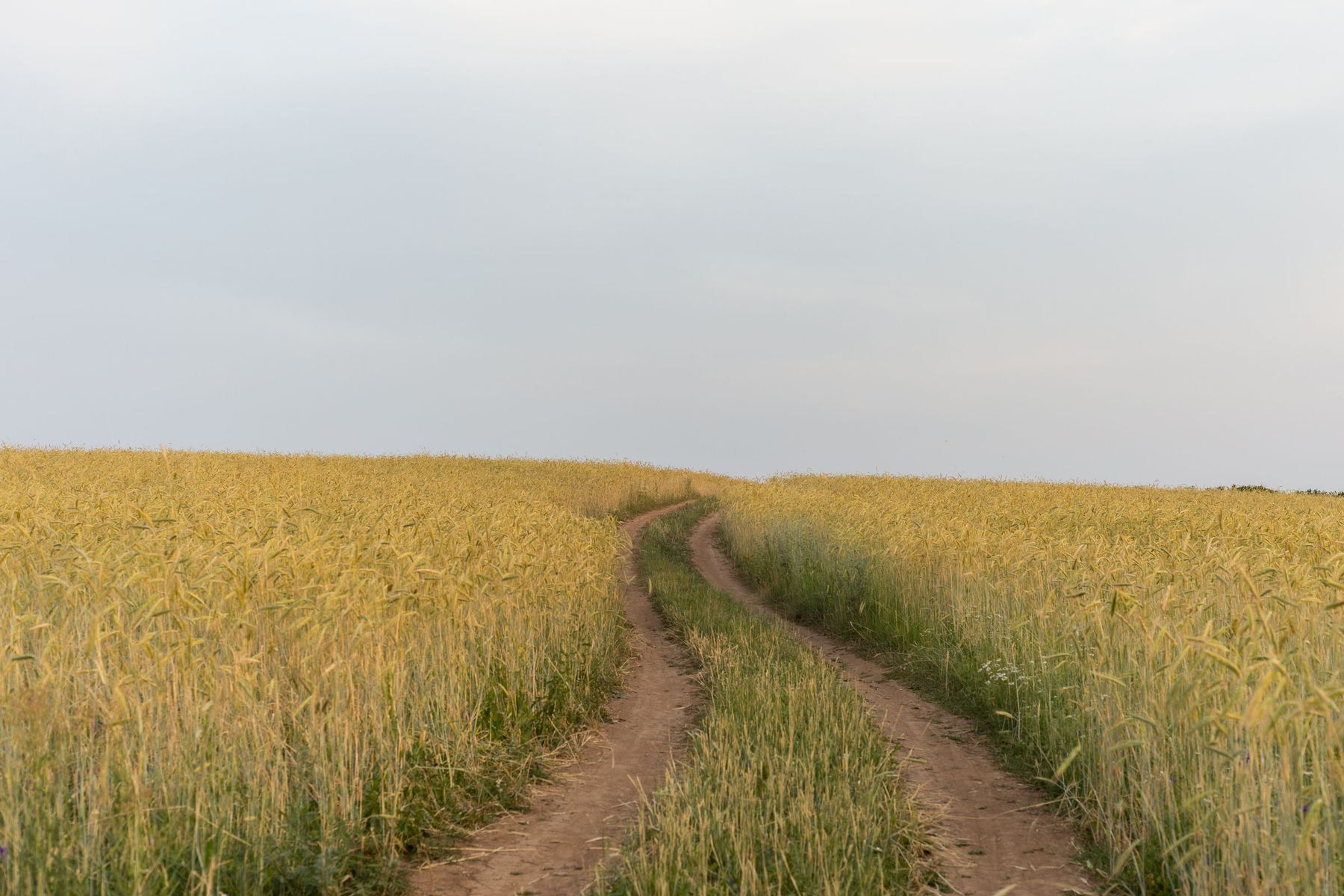 A two track farm road running on through ripening wheat towards the horizon