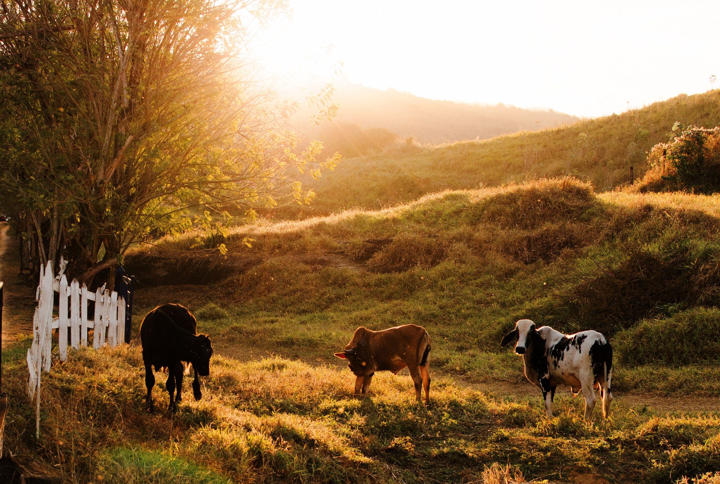 Cattle grazing on a hillside pasture in late afternoon light