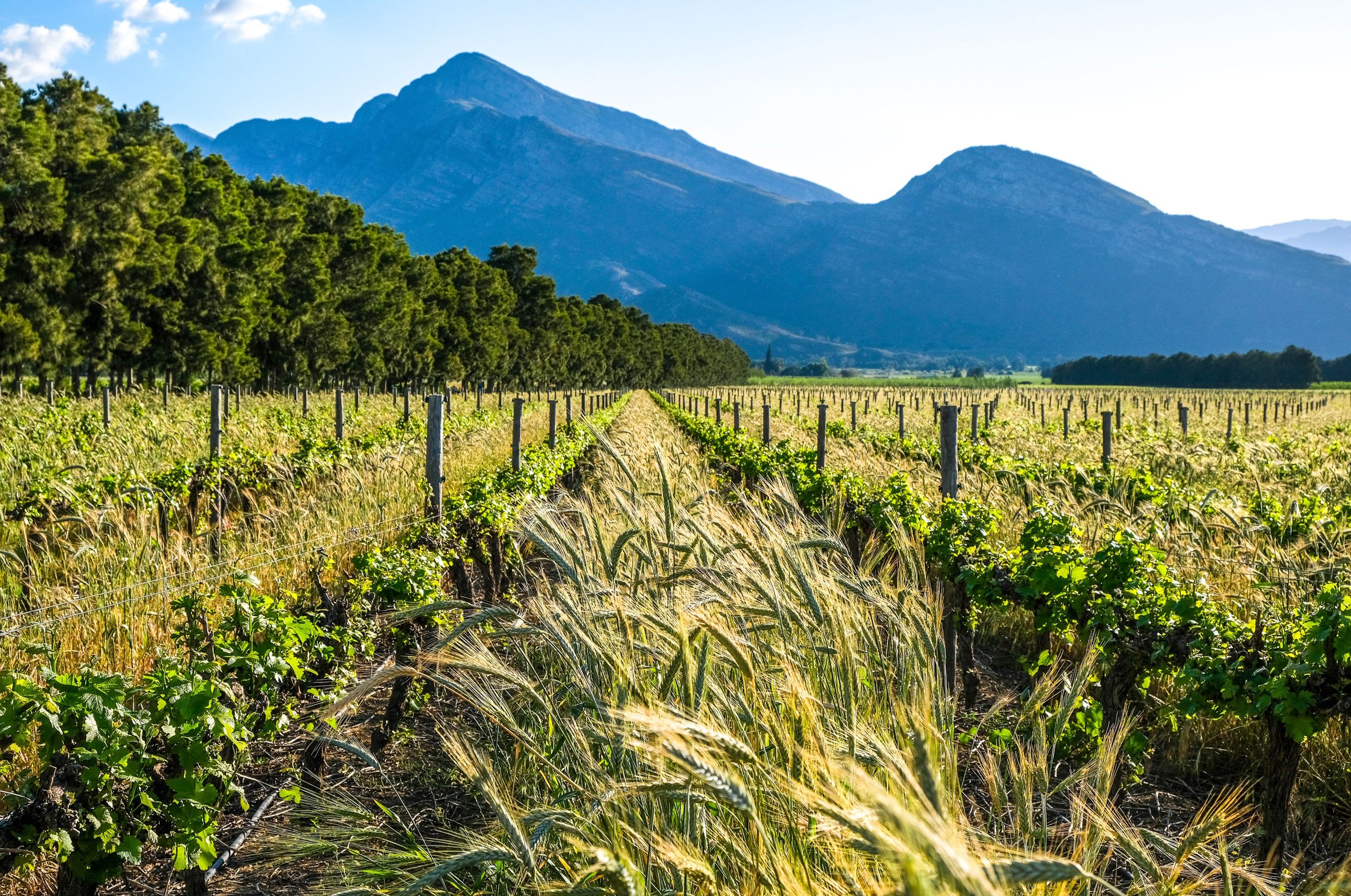 Vine rows and a barley cover crop running to the mountains in late afternoon light