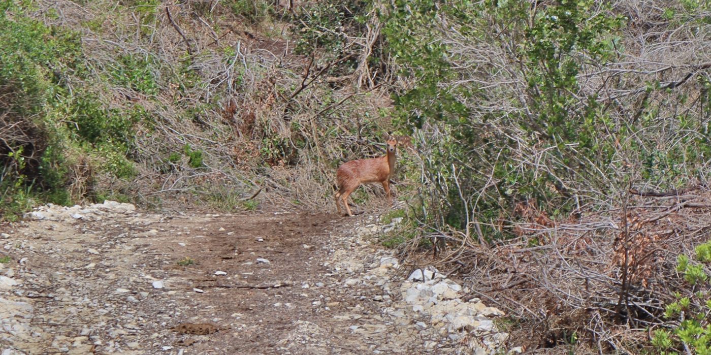 A small buck on a stony track between the bushes