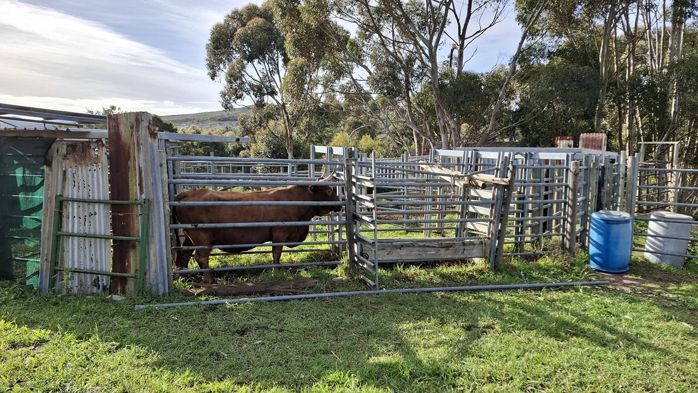 A cow in the steel handling pens, beside the gum trees