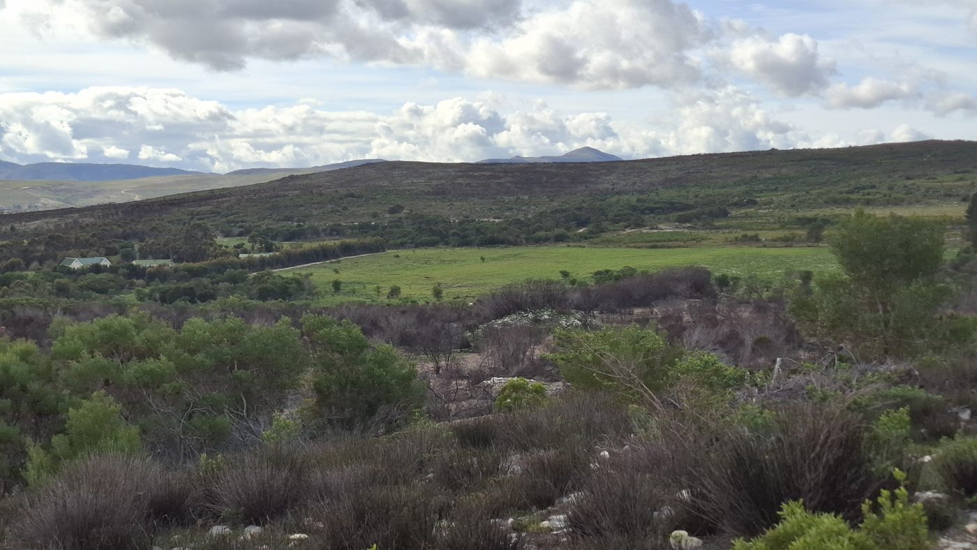 Fynbos in the foreground, green fields below and the mountains on the horizon