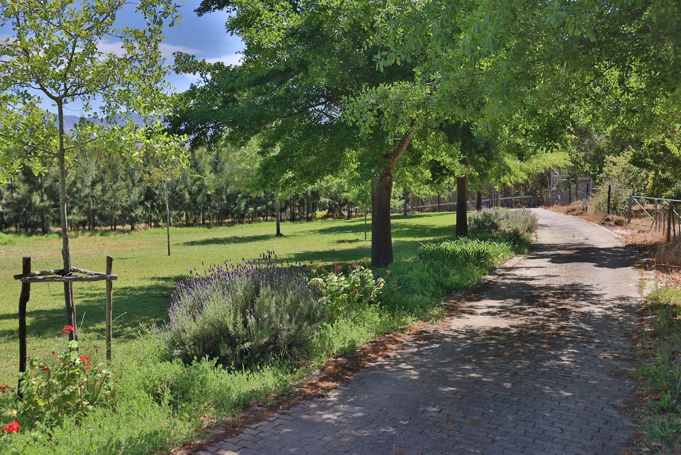 A paved drive through the established garden, under shade trees, with lavender along the edge