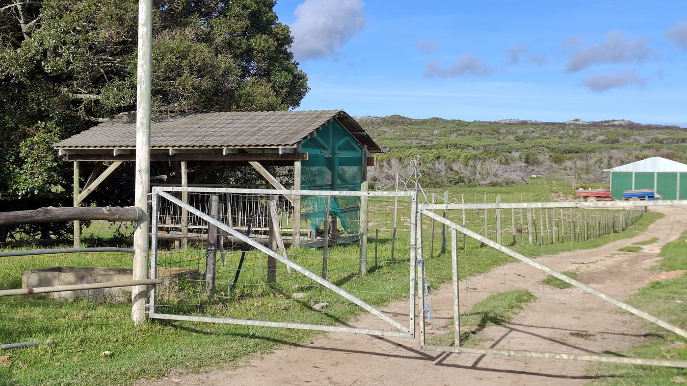 Steel gates at the handling area, a shade shelter and a green shed further off