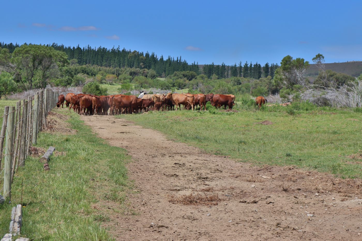 The herd on a track beside a fence, with green grass and a line of pines behind
