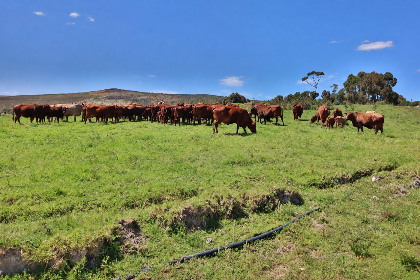 The cattle grazing on green pasture, with trees on the skyline