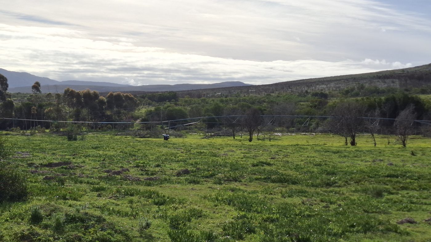 A green pasture with a line of trees and the mountains in the distance