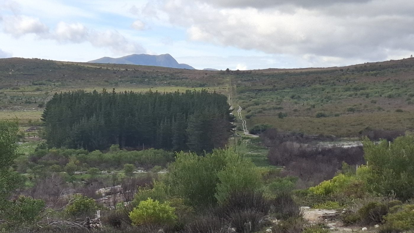 A fynbos valley with a block of pine trees and a peak on the horizon