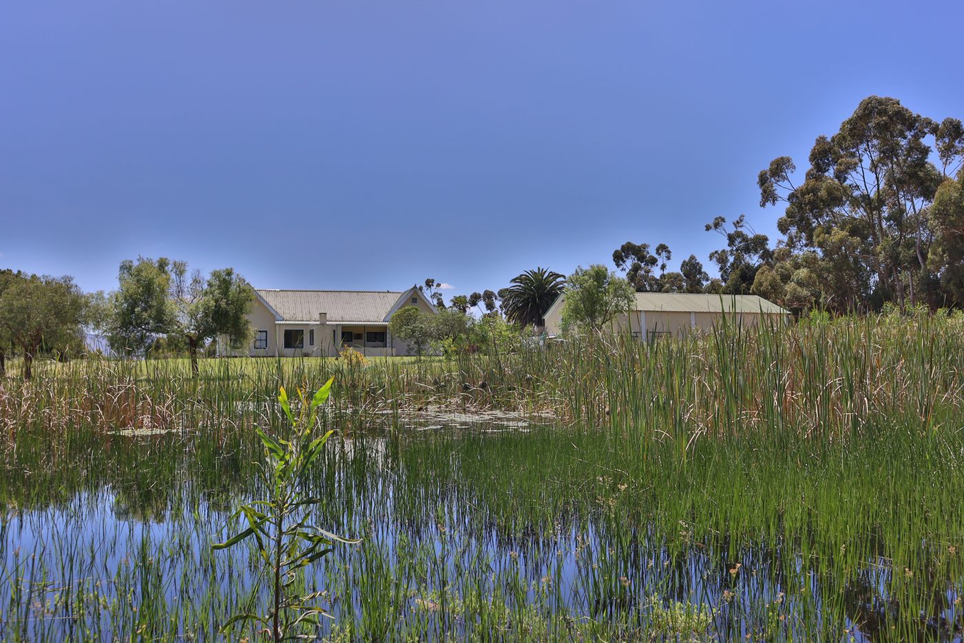 Reeds and open water in front of the farm buildings, with gum trees and palms behind