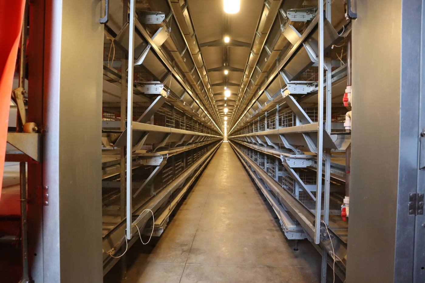 The full length of a cage aisle, under a row of lights