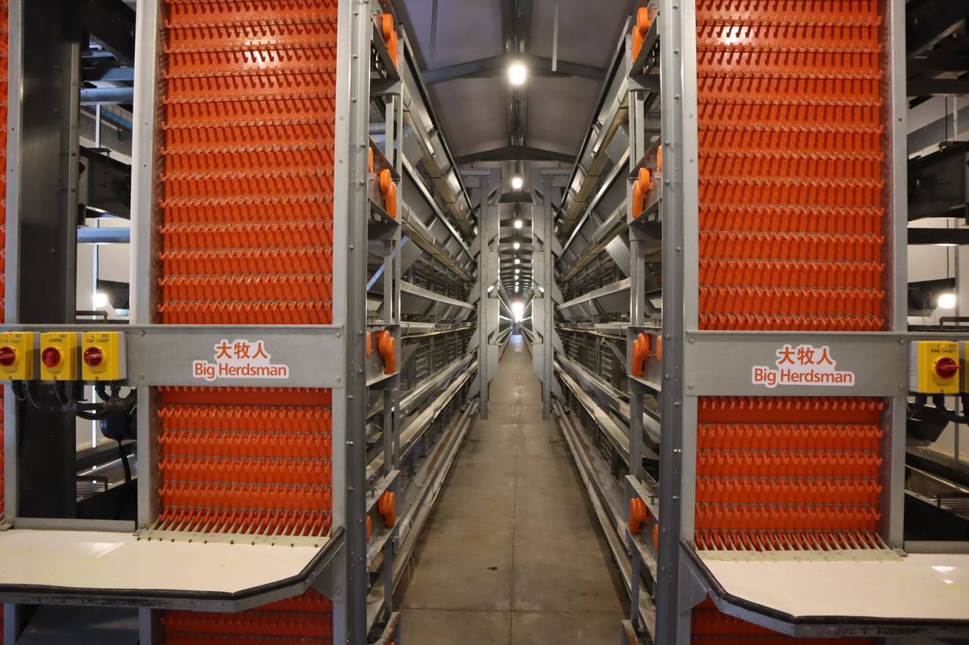Inside the layer house: orange-fronted Big Herdsman cage rows on both sides of the aisle