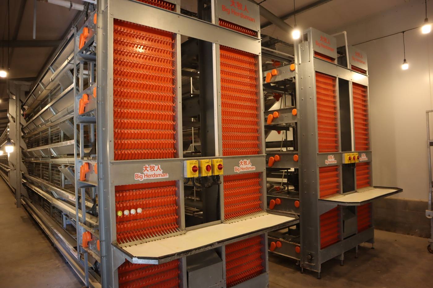 Cage rows inside a layer house, with the control panels at the end of each row
