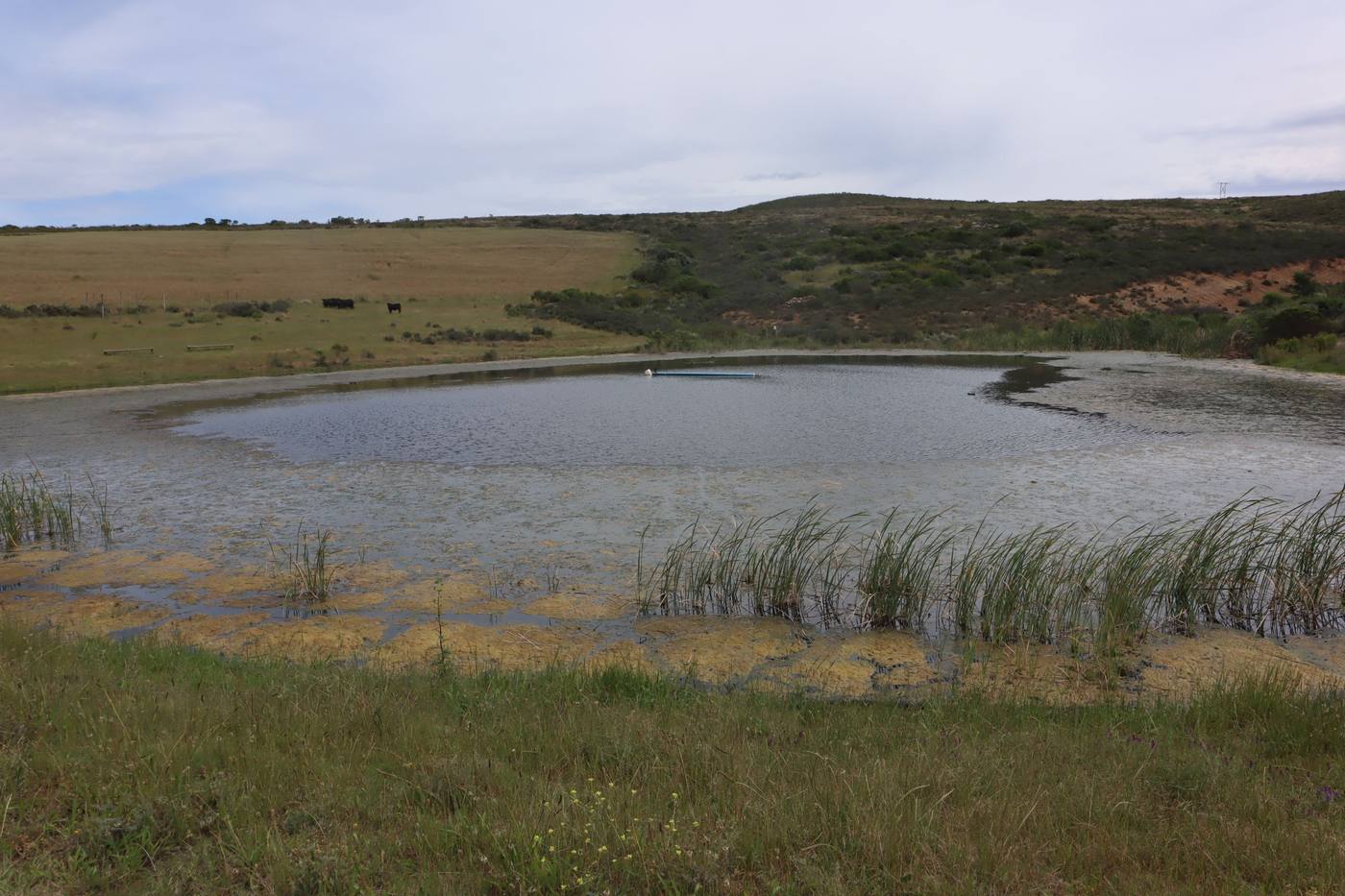 A large earth dam fringed with reeds, with fields and hills around it