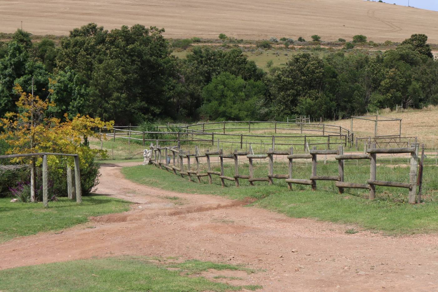 A farm road between timber-fenced camps, with trees and the fields behind